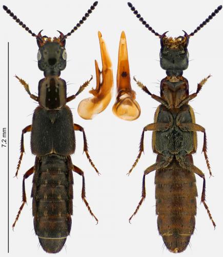 Réf. 282 776 : Cafius xantholoma