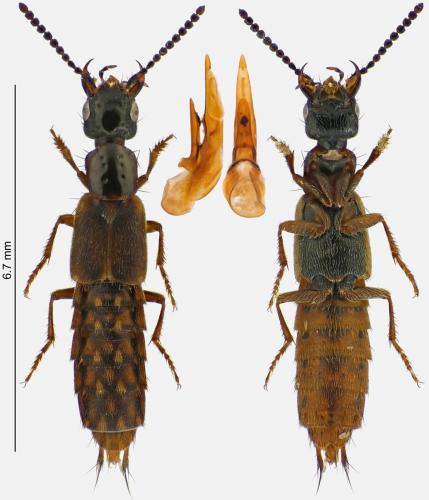 Cafius xantholoma