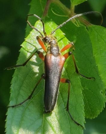 Réf. 282 822 : Stenocorus meridianus