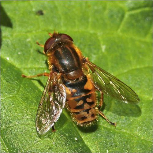 Réf. 282 069 : Parhelophilus sp.