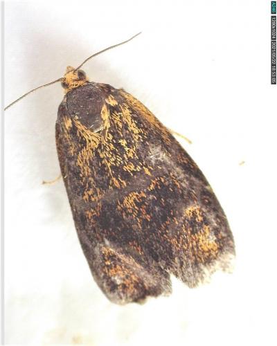 Réf. 282 280 : Ptycholoma lecheana