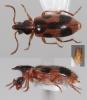 282661 – Photo : Arthropa - Benoit Martha – France (71)
