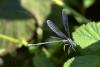 282311 – Photo : René Brenguier – France (43)