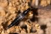 282838 – Photo : éric Pensa – France (13)