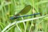 282346 – Photo : Michel Mathieu – France (34)