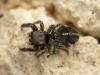 282558 – Photo : Raphaël Grellety – France (34)