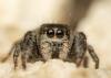 282556 – Photo : Raphaël Grellety – France (34)