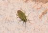 282253 – Photo : alain Roujas – Maroc