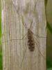 282281 – Photo : Bobabar – France (95)
