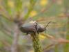 282724 – Photo : Corentin Vandesteene – France (55)