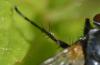 282682 – Photo : Christian Berquer – France (64)