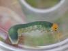 282234 – Photo : Guénael Hallart – France (02)