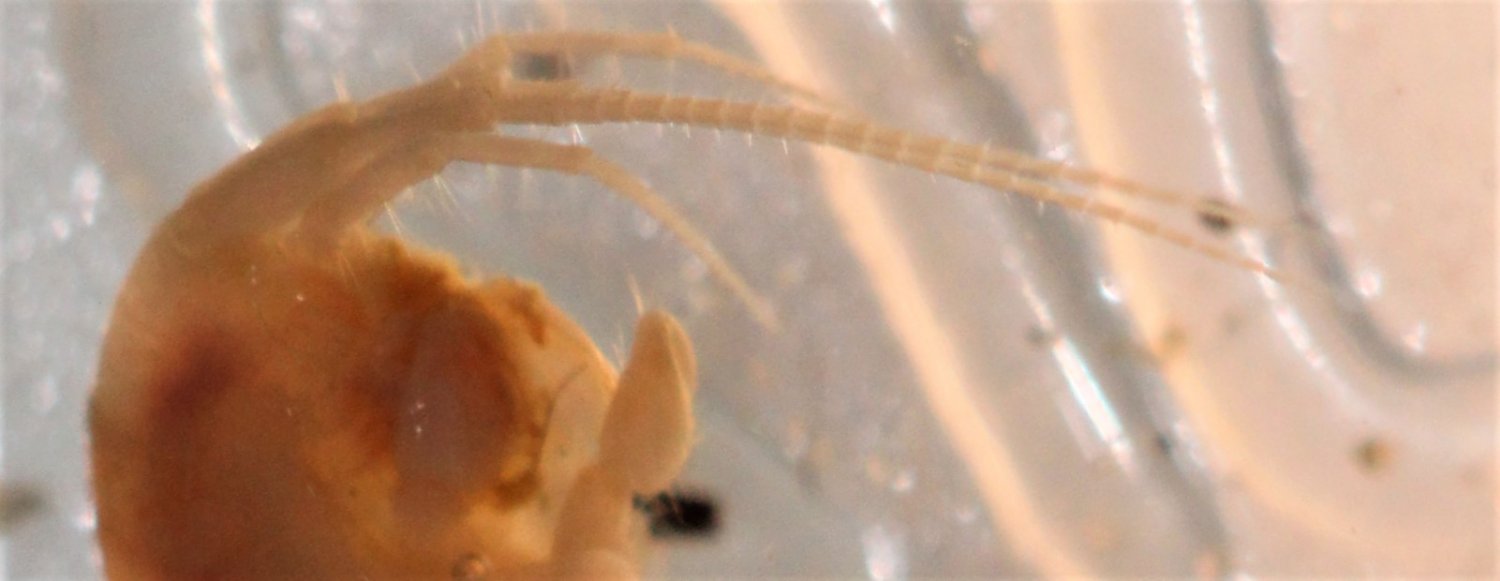 Lucien Claivaz - Niphargus sp. - réf. 282147 (1500 x 581 pixels, 80 ko)