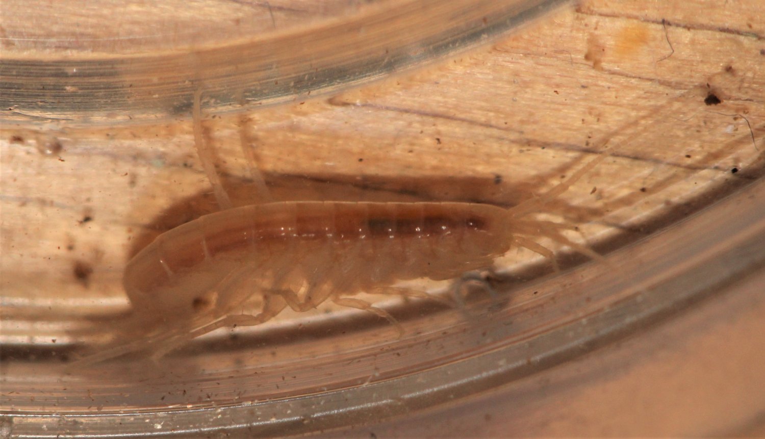 Lucien Claivaz - Niphargus sp. - réf. 282145 (1500 x 861 pixels, 161 ko)