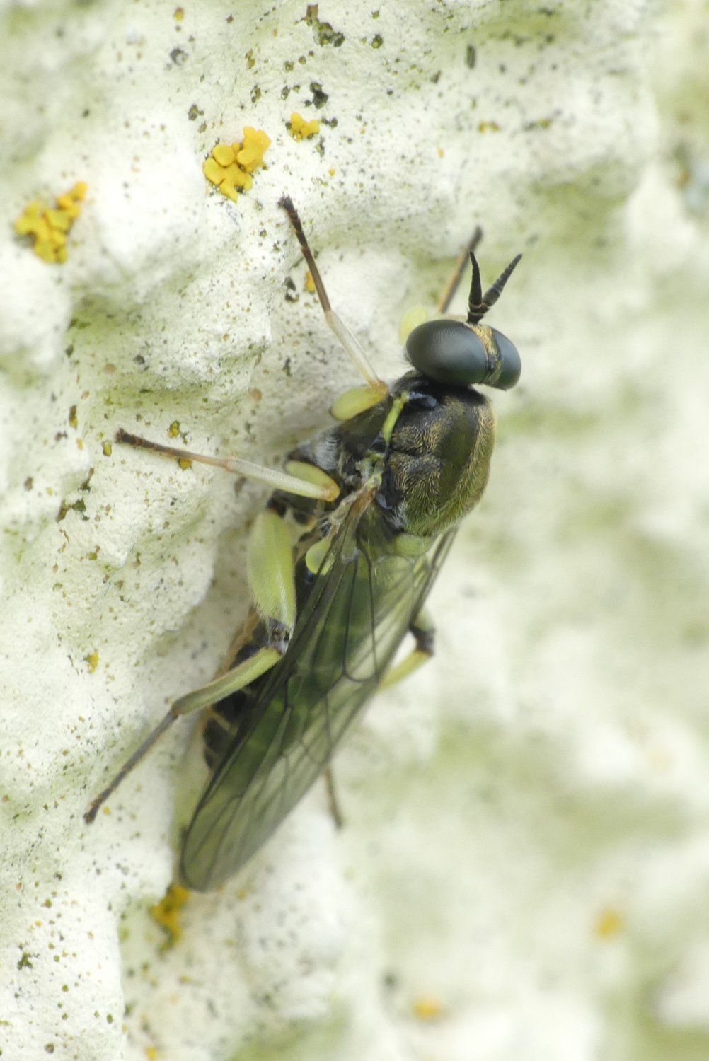florent besson - Solva marginata - réf. 282431 (1002 x 1500 pixels, 177 ko)