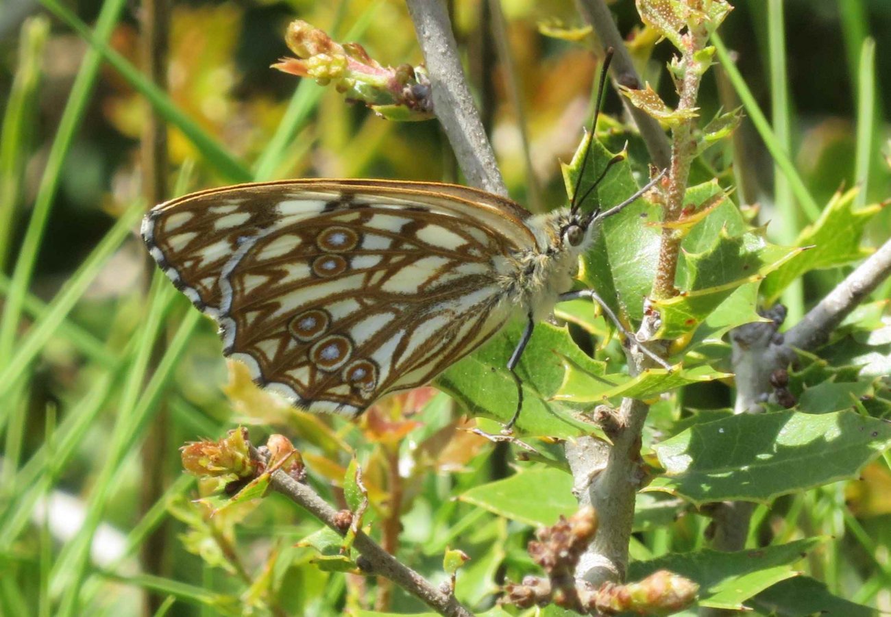oss007 - Melanargia occitanica - réf. 282607 (1300 x 901 pixels, 211 ko)