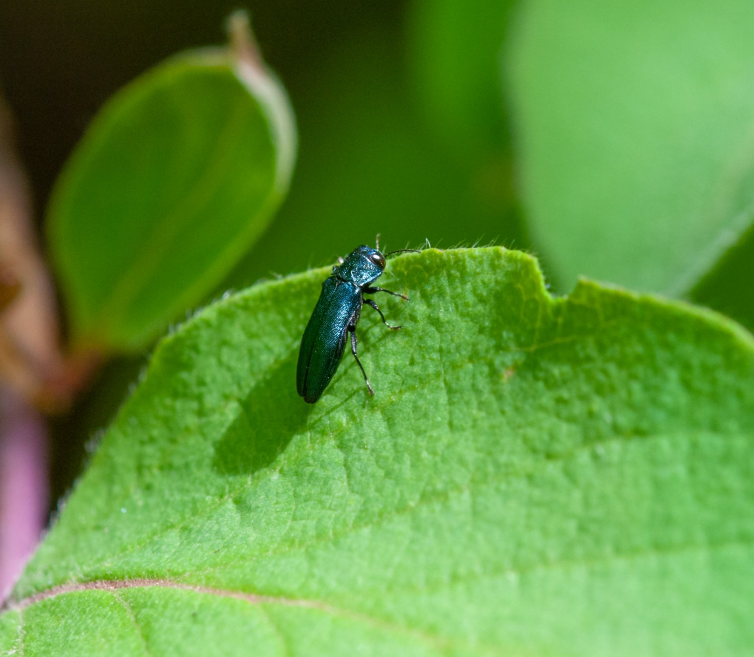 Jean-François Maradan - Agrilus (Dentagrilus) cyanescens - réf. 282324 (1500 x 1307 pixels, 196 ko)