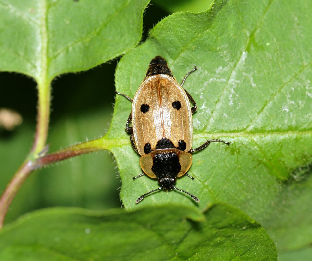 Jean-François Maradan - Dendroxena quadrimaculata - réf. 282550 (1300 x 1088 pixels, 197 ko)
