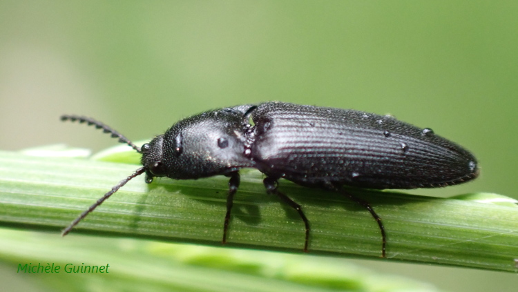 Michèle Guinnet - Ampedus sp. - réf. 282612 (750 x 423 pixels, 125 ko)