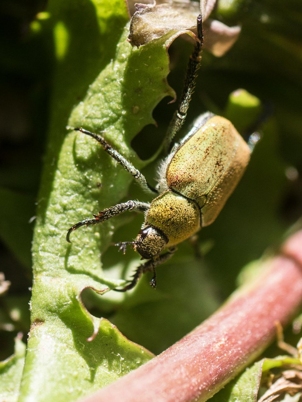 BourrinOman - Hoplia (Hoplia) argentea - réf. 282926 (975 x 1300 pixels, 201 ko)
