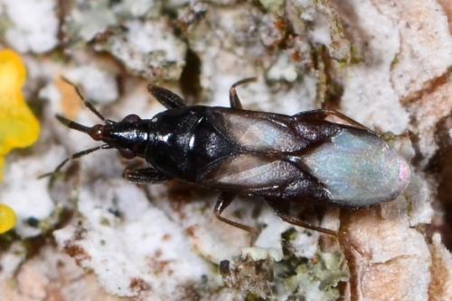 Scoloposcelis pulchella