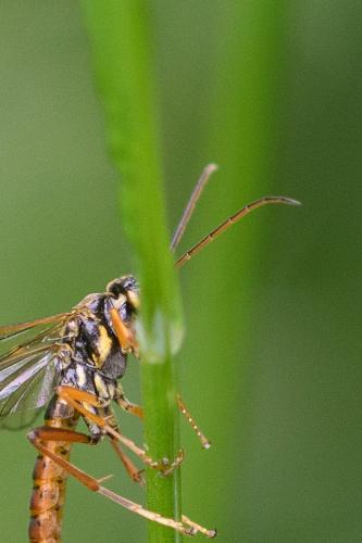 Tenthredopsis litterata