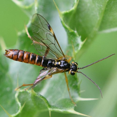 Tenthredopsis litterata