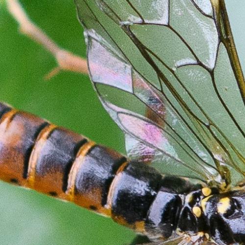 Tenthredopsis litterata