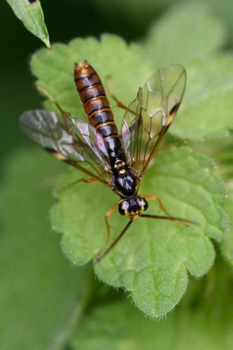 Tenthredopsis litterata