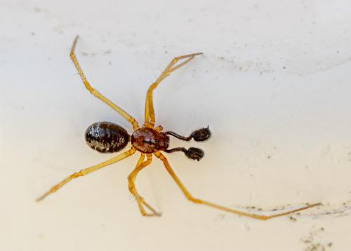 Neottiura bimaculata