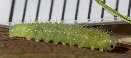Cladius pectinicornis