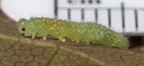 Cladius pectinicornis