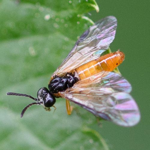 Athalia sp.