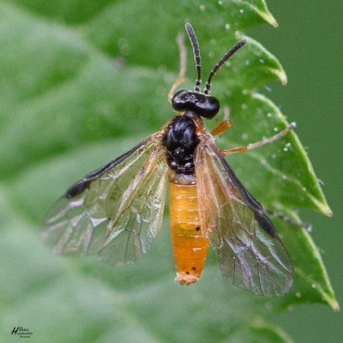Réf. 283 711 : Athalia sp.