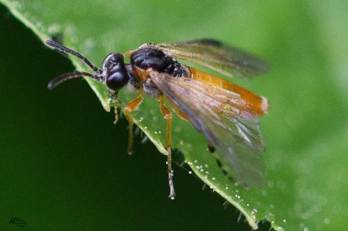 Réf. 283 712 : Athalia sp.