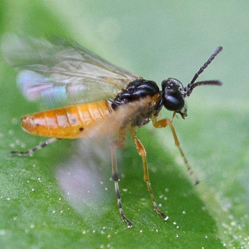 Athalia sp.