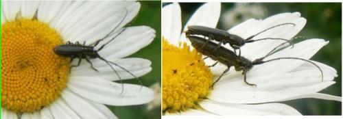 Agapanthia cardui