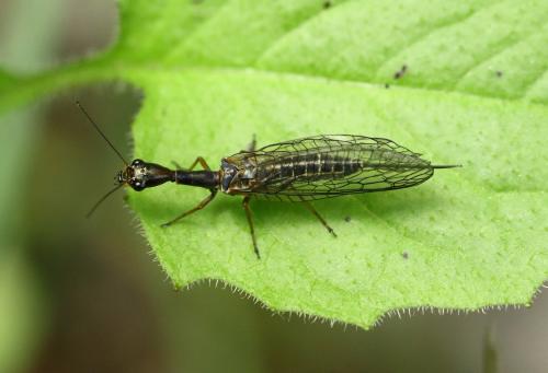 Atlantoraphidia maculicollis