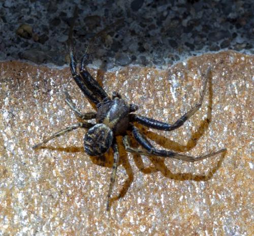 Xysticus sp.