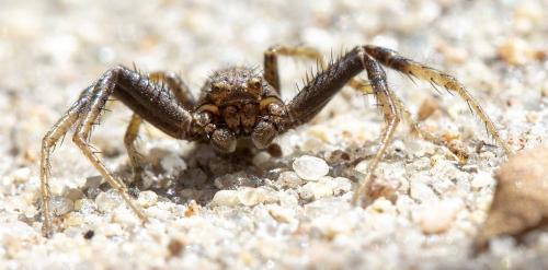 Xysticus sp.