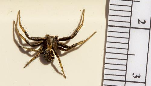 Xysticus sp.