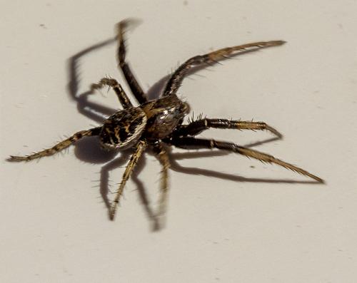 Xysticus sp.