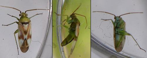 Réf. 283 011 : Tuponia sp.