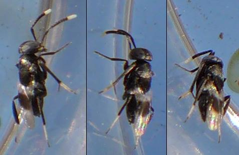 Homalotylus sp.
