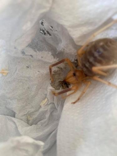 Galeodes granti