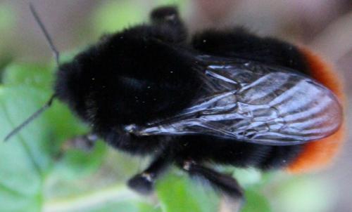 Réf. 283 320 : Bombus lapidarius