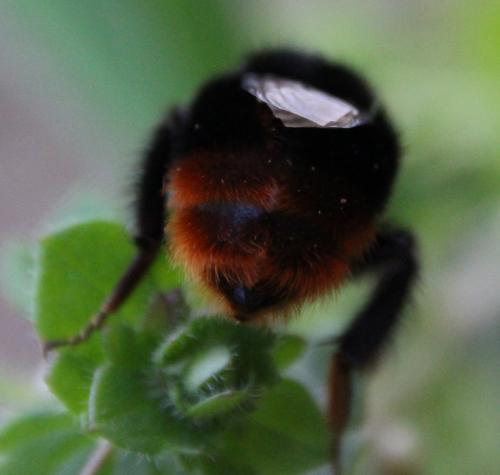Bombus lapidarius