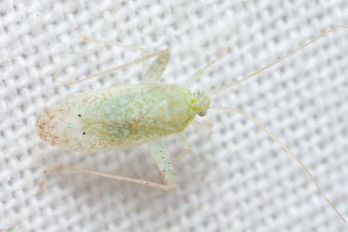 Phytocoris delicatulus