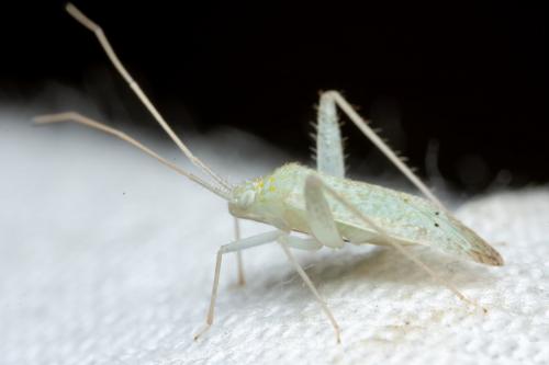 Phytocoris delicatulus