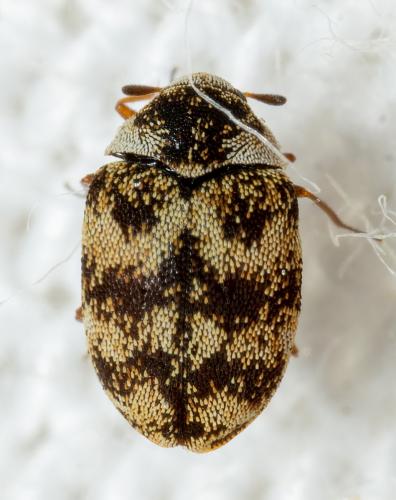 Réf. 283 367 : Anthrenus sp.